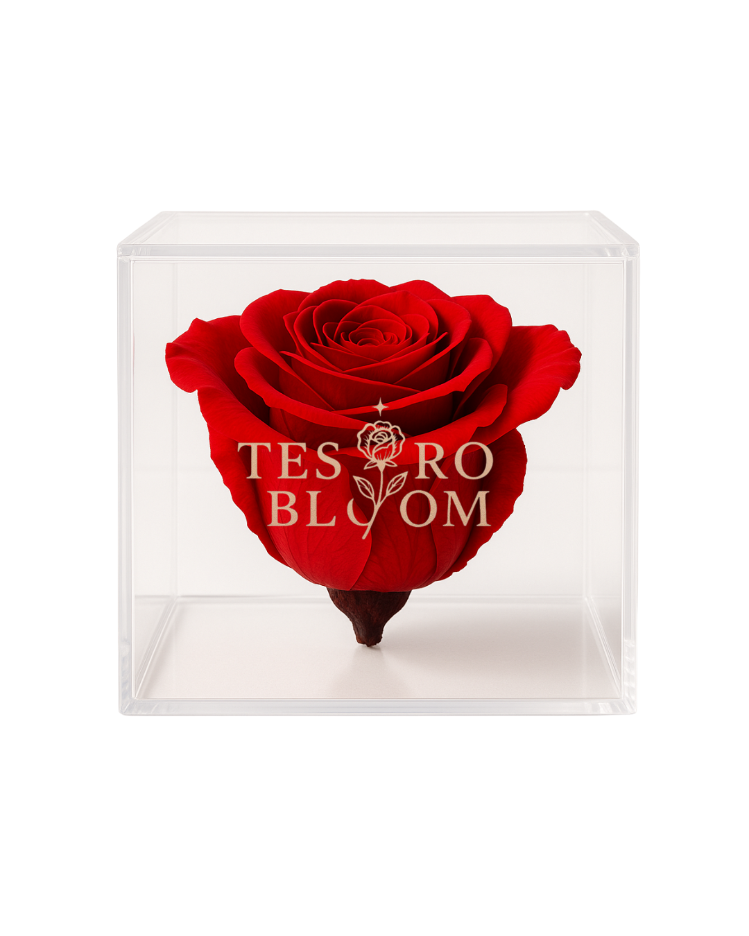 Single Preserved Red Rose in Acrylic Box | Tesoro Bloom
