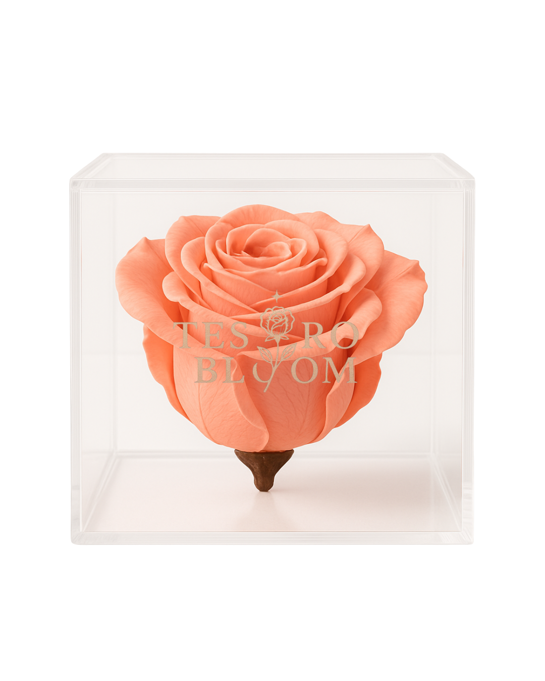 Everlasting Coral Preserved Rose in Acrylic Box | Tesoro Bloom