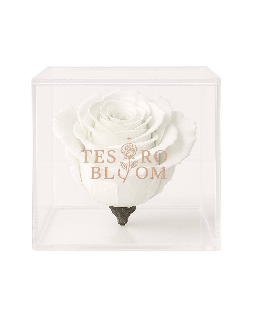 Elegant White Rose in Clear Acrylic Box | Tesoro Bloom