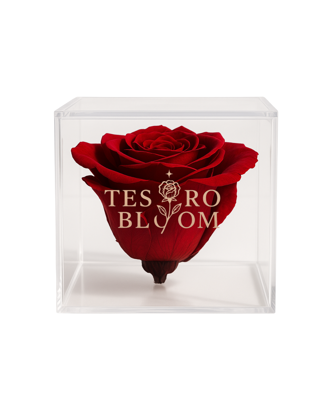 Single Preserved Deep Red Rose in Acrylic Box | Tesoro Bloom